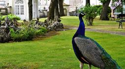 jardim-palacio